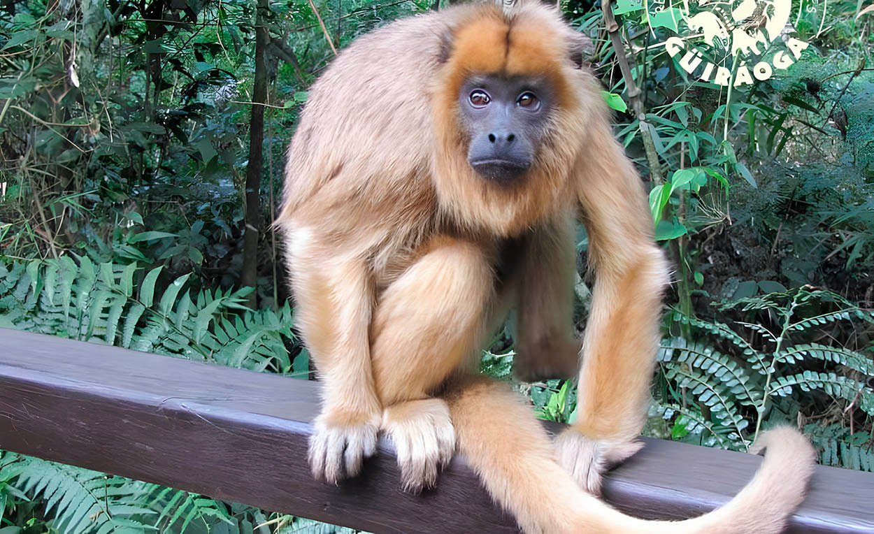 Guira Oga