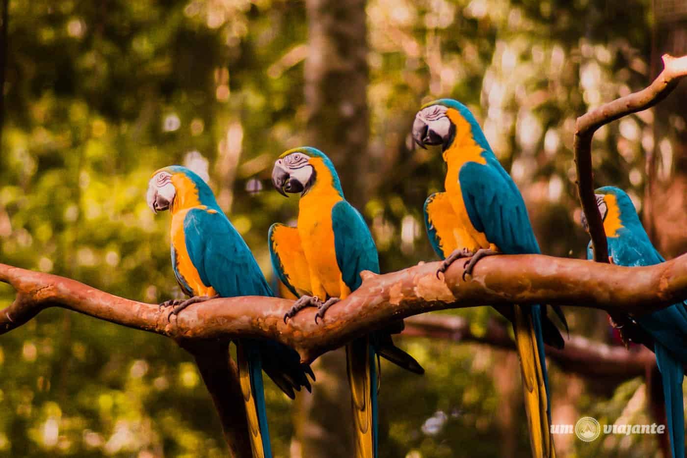 Parque das Aves Foz Do Iguazu
