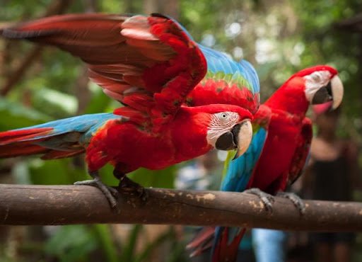 Parque das Aves Foz Do Iguazu